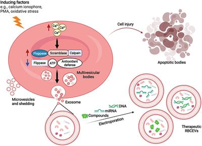 Red Blood Cell Extracellular Vesicle-Based Drug Delivery: Challenges and Opportunities